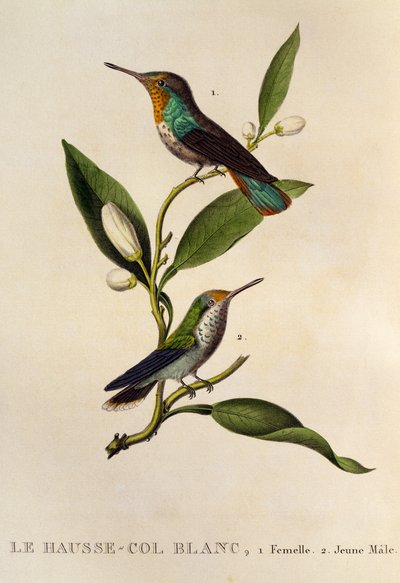 Colibrì rubino-topazio femmina e giovane maschio (Chrysolampis mosquitus), incisione da Les trochilidees ou les colibris et les oiseaux-mouches da René Primevère Lesson