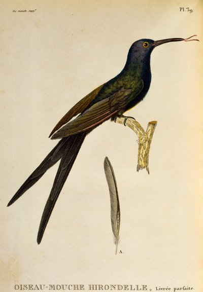 Colibrì coda di rondine (Eupetomena macroura), incisione da Les trochilidees ou les colibris et les oiseaux-mouches da René Primevère Lesson