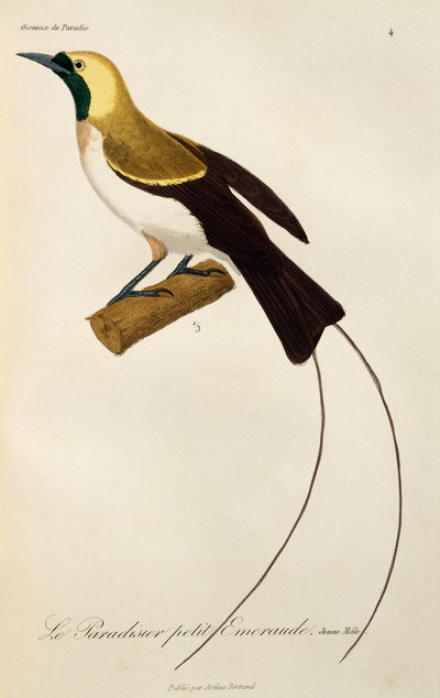 Giovane maschio di Uccello del Paradiso minore (Paradisaea minor), incisione da Histoire naturelle des oiseaux de paradis et des epimagues da René Primevère Lesson