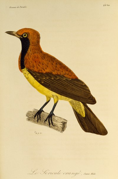 Giovane maschio di Uccello del Paradiso mascherato (Sericulus aureus), incisione da Histoire naturelle des oiseaux de paradis et des epimagues da René Primevère Lesson