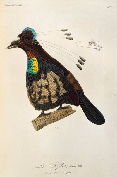 Giovane maschio di Parotia occidentale (Parotia sefilata), incisione da Histoire naturelle des oiseaux de paradis et des epimagues da René Primevère Lesson