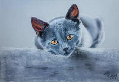 Gatto grigio da Renate Dohr