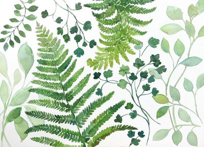 Foglie fresche di felce da Renate Holzner