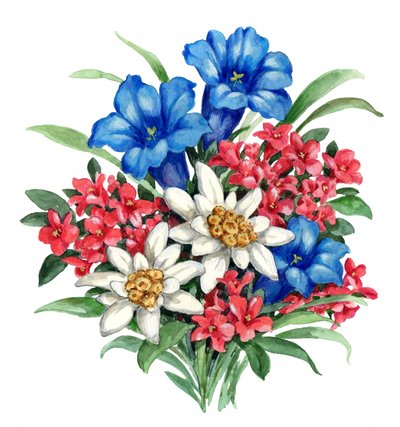 Fiori alpini dai colori vivaci da Renate Holzner