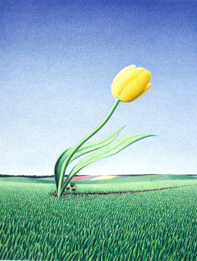 Tulipano Veloce da Rene Boin