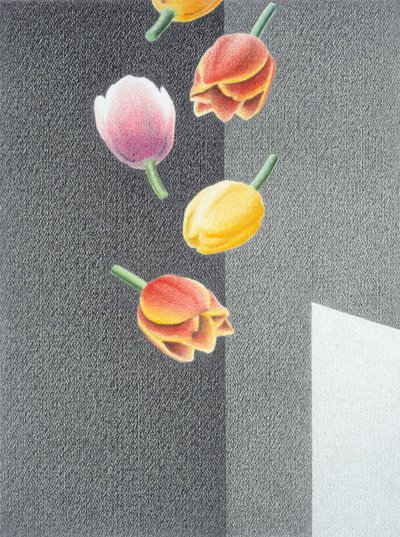 Tulipani da Rene Boin