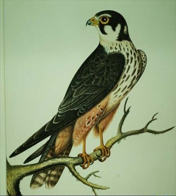 Hobby da Rev. C. Atkinson