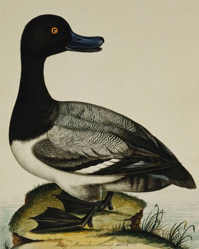 Anatra scaup da Rev. C. Atkinson