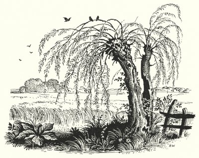Hans Christian Andersen: Il Grano Saraceno da Rex (after) Whistler