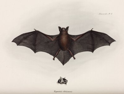 Pipistrello, Sud America da John Pardon