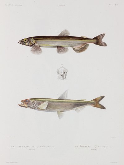 Capelin e eperlan, Islanda, inizio XIX secolo da John Pardon