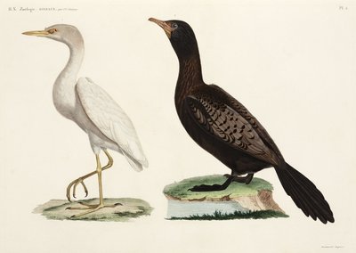 Airone guardabuoi e cormorano dalla coda lunga, Egitto da John Pardon