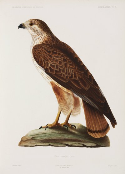 Falco, Algeria da John Pardon