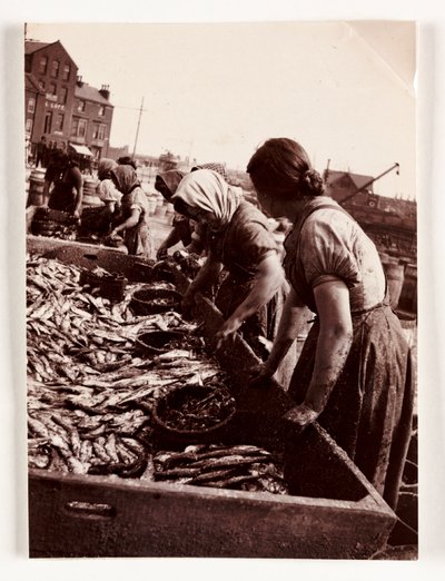 Pesca, donne pescatrici che selezionano il pesce, porto di Whitby, North Yorkshire, c. 1905 da John Pardon