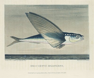 Pesce volante da John Pardon