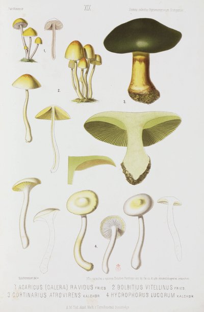 Quattro tipi di fungo, c 1874 da John Pardon