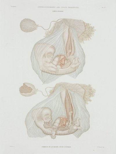 Ginecologia: Feto umano a 40 giorni, c. 1847-1859 da John Pardon