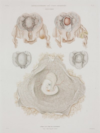 Ginecologia: Utero umano con embrione, c. 1847-1859 da John Pardon