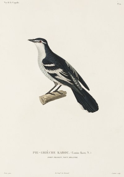 Karou shrike, Port Praslin, Nuova Irlanda da John Pardon