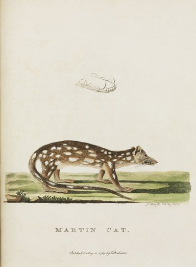 Martin Cat, Australia, c. 1788 da John Pardon