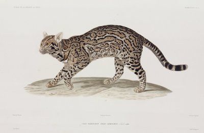 Ocelot, USA da John Pardon