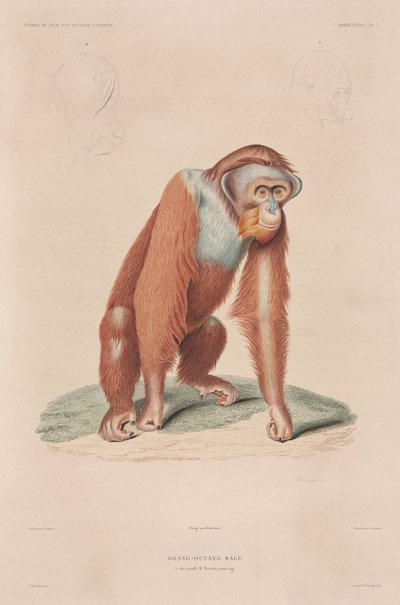 Orangutan, Indonesia da John Pardon