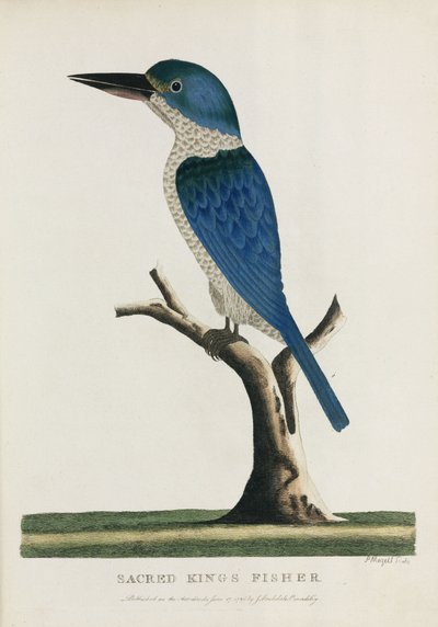 Martin pescatore sacro, Australia, c 1788 da John Pardon