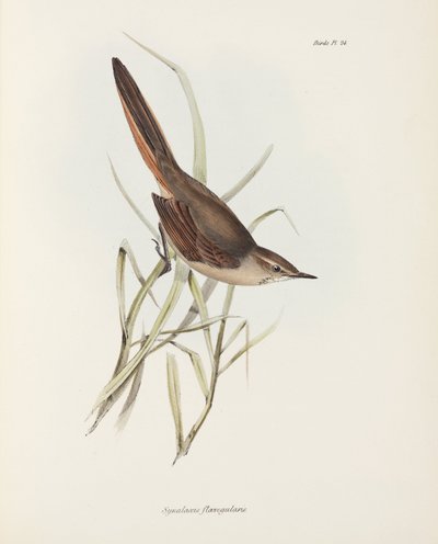 Spinetail, Sud America da John Pardon