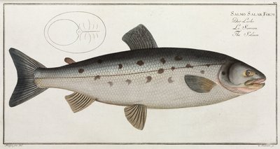 Il Salmone da John Pardon