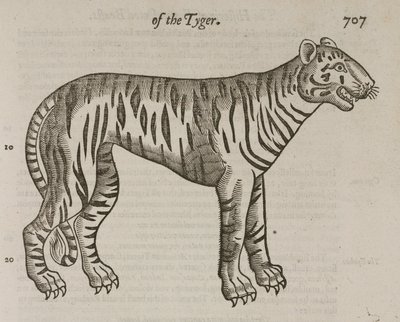 La Tigre da John Pardon