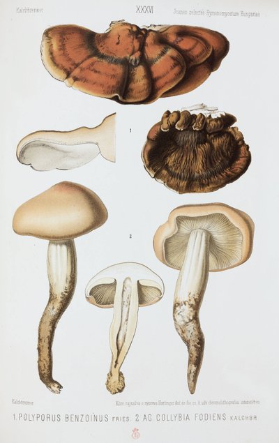 Due tipi di fungo, c 1874 da John Pardon