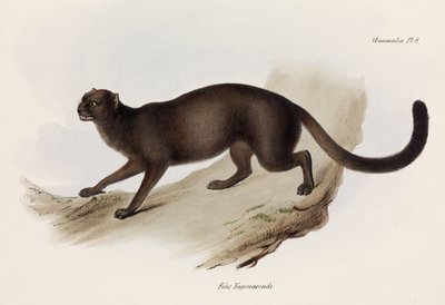 Donnola o gatto lontra, Sud America da John Pardon