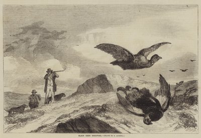 Caccia al gallo nero da Richard Ansdell