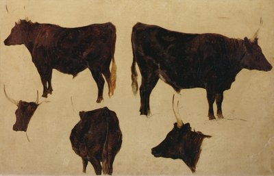 Studi di Bovini a Lunga Corna da Richard Ansdell
