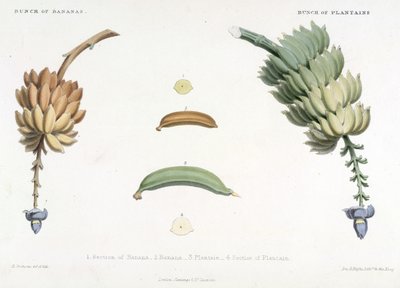 Mazzo di banane e platani, illustrazione da 