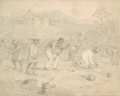 Piantagione della Canna da Zucchero (Trinidad) da Richard Bridgens