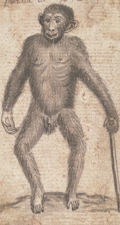 Scimmie (una di tre su un supporto) da Richard Brookes