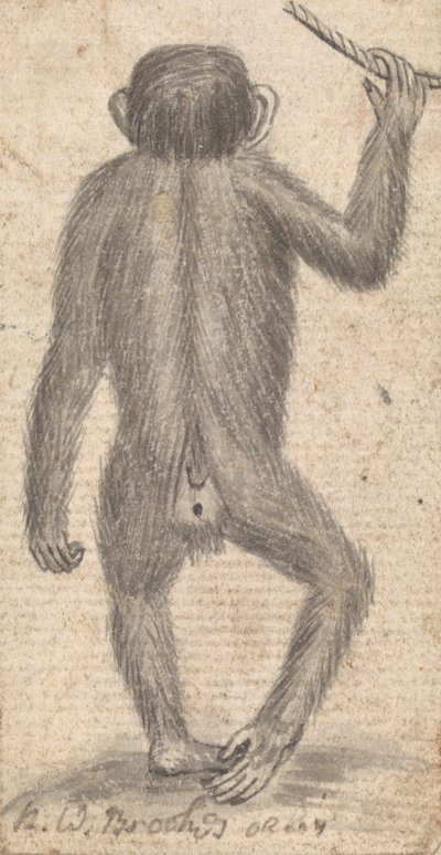 Scimmie (una di tre su un supporto) da Richard Brookes