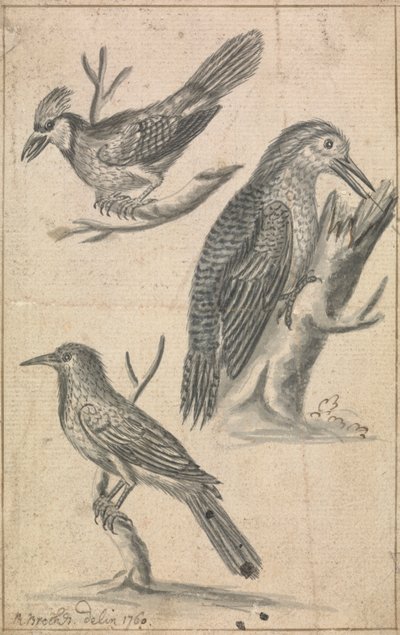 Picchio e due uccelli da Richard Brookes