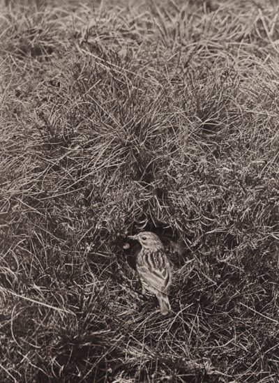 Pipit dei prati da Richard and Cherry Kearton