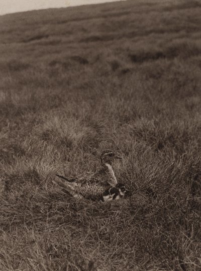 Piviere dorato che copre i pulcini da Richard and Cherry Kearton