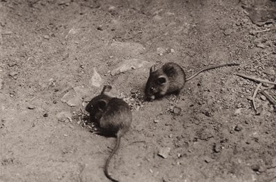 Topi a cena da Richard and Cherry Kearton