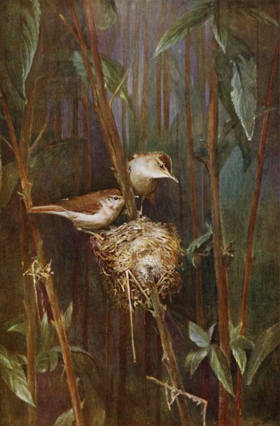 Cannaiola da Richard and Cherry Kearton