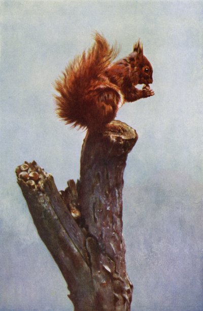 Lo scoiattolo da Richard and Cherry Kearton