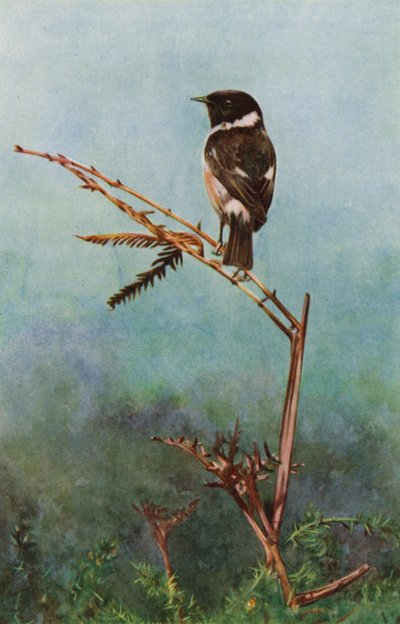 Il saltimpalo da Richard and Cherry Kearton