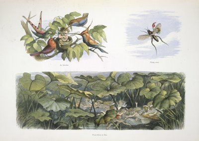Elfi da Richard Doyle