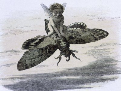 Un elfo che cavalca una farfalla. Illustrazione di Richard Doyle tratta da "In Fairy land. Una serie di immagini dal mondo degli elfi" accompagnata da una poesia di W Allingham. 1869-1870. The British Library Institution Reference: Shelfmark ID: 1876 e18 