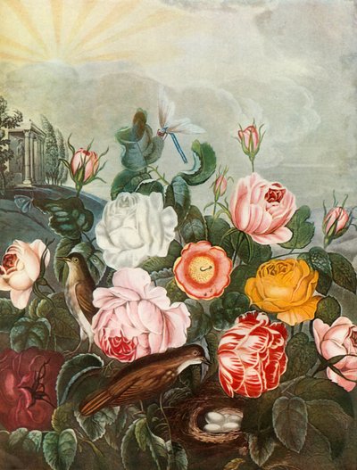 Rose da Richard Earlom
