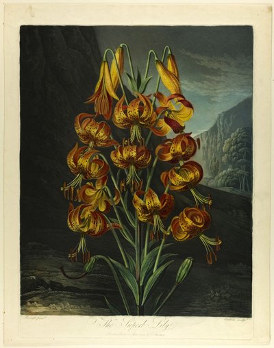 Il superbo giglio, da Il Tempio della Flora da Richard Earlom