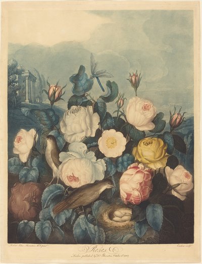 Rose da Richard Earlom after Dr. Robert John Thornton